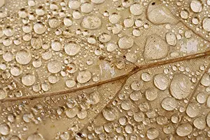 Autumnal Colored Leaves Drucke: Raindrops on a leaf