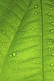 Uninhabited Landscapes Drucke: Raindrops on leaf