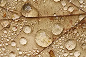 Autumn Leaf Drucke: Raindrops on a leaf