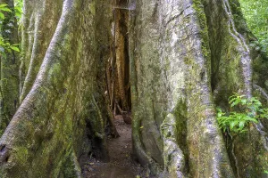 South American Jungle Scene Drucke: Rainforest, tree in the rainforest