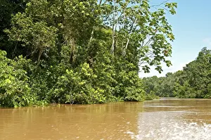Deserted River Bank Scene Drucke: Rainforest, vegetation along the Tiputini river
