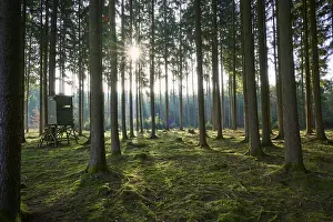 Baden Wurttemberg Nature Photography Drucke: A raised seat in a sparse forest