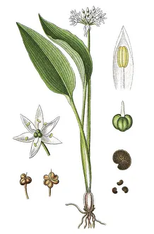 Allium Ursinum Images Drucke: Ramsons, buckrams, wild garlic
