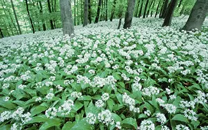 Ramson Inflorescence Drucke: Ramsons in spring forest, Lower Saxony