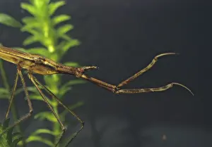 Drucke von Ranatra linearis, Stockschrecke, Wasserstecher, wasserschrecke, aquatisch, Insekten, Portrait , Käfer , wassertiere Skorpion Drucke: Ranatra linearis, Stockschrecke, Wasserstachel.