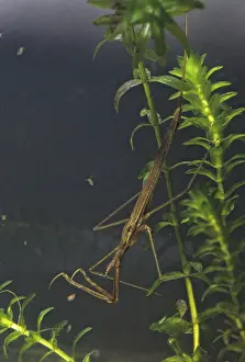 Ranatra Linearis Drucke: Ranatra linearis, stick bug, water needle