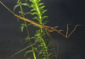 Drucke von Ranatra linearis, Stockschrecke, Wassertangeneedel, Wasserstecher, wasseraktive Insekten, Portrait, Käfer, Wasserwanzen Skorpion Drucke: Ranatra linearis, Stockschrecke, Wasser-Nadel.
