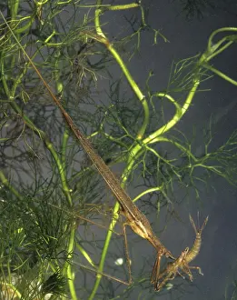 Ranatra Linearis Drucke: Ranatra linearis, stick bug, water stick bug
