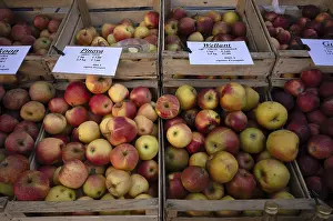 Apple Varieties Drucke: Range of different types of apples