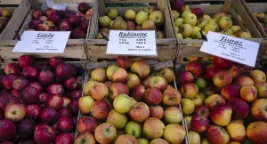 German Apple Varieties Drucke: Range of different types of apples