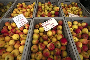 Food Photography Germany Drucke: Range of different types of apples