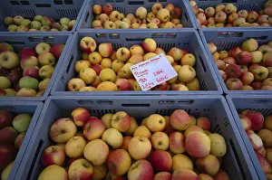 Southern Germany Cuisine Drucke: Range of different types of apples