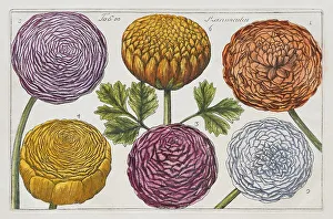 Ranunculus Flower Drucke: Ranunculus (Ranunculus), hand-coloured copper engraving after Mario Cammerari by Professor Filippo Arena from La Natura