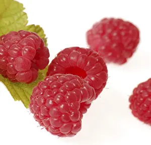 Fresh Raspberries Drucke: Raspberries