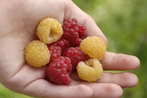 Garden Fresh Produce Drucke: Raspberries