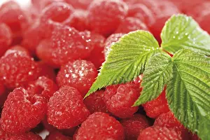 Fresh Raspberries Drucke: Raspberries