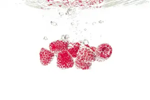 Studio Shot Of Fresh Raspberries Drucke: Raspberries fall into the water