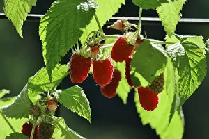 Raspberries In Germany Drucke: Raspberries, Germany