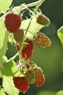 Central European Berries Drucke: Raspberries, Germany