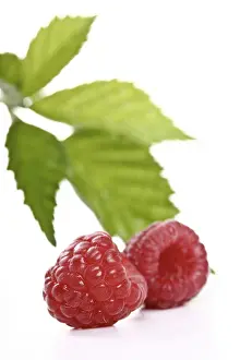 Studio Shot Fruits Drucke: Raspberries with raspberry leaves
