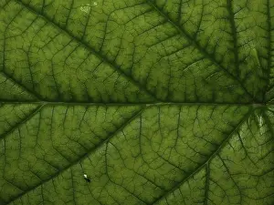 Nature Plant Images Drucke: Top side of a raspberry leaf