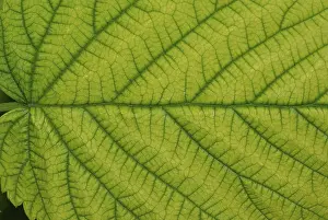 Nature Plant Images Drucke: Top side of a raspberry leaf