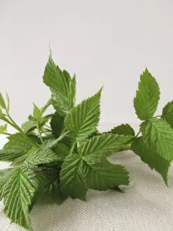 Alternative Medicine Plants Drucke: Raspberry leaves for raspberry leaf tea