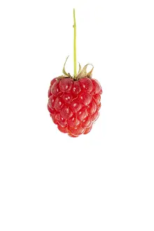 German Fruit Garden Drucke: Raspberry (Rubus idaeus), berry