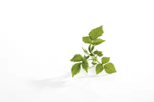 Studio Shot Of Raspberries Drucke: Raspberry (Rubus idaeus) leaves