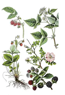Digital Restoration Of Vintage Image Drucke: Raspberry, Rubus idaeus (top left and right)