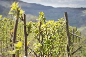 Southeast European Landscape Drucke: Raspberry twigs in front with rest of the field blurred