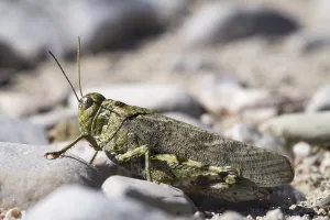 Isar River Landscape Drucke: Rattle grasshopper (Psophus stridulus)