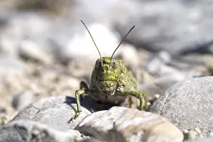 Upper Bavaria Wildlife Drucke: Rattle grasshopper (Psophus stridulus)