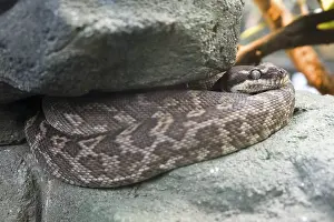 Drucke von Rauschuppenpython (Morelia carinata), Wuppertal, Nordrhein-Westfalen, Deutschland Python Drucke: Rauschuppenpython (Morelia carinata)