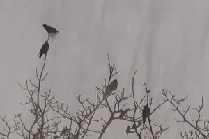 Corvids In Natural Habitat Drucke: Raven crows (Corvus corone) sitting in a tree