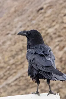 Corvids In The Wild Drucke: Raven perched on a ledge
