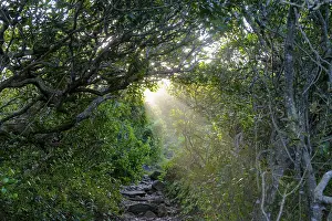 Western Cape Scenery Drucke: Ray of light, mood in the forest