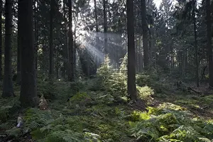 Fagus Sylvatica Images Drucke: Rays of light in the common beech (Fagus sylvatica)