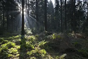 Lower Saxony Landscapes Drucke: Rays of light in the common beech (Fagus sylvatica)