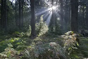 European Beech Trees Drucke: Rays of light in the common beech (Fagus sylvatica)