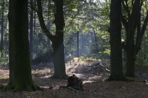 Lower Saxony Landscapes Drucke: Rays of light in the common beech (Fagus sylvatica)