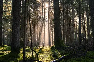 Sunlight In The Woods Drucke: Rays of sunlight penetrate the dense forest and create contrasts of light and shadow