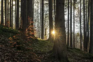 Peaceful Forest Landscape Drucke: Rays of sunlight penetrate the tranquil forest and create a peaceful