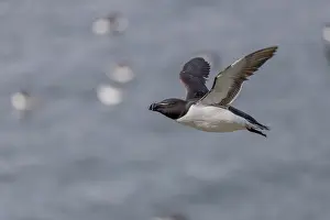 Drucke von Alk (Alca torda), in Flug, Hornoya, Varangerfjord, Norwegen Tordalk Drucke: Alke (Alca torda), im Flug.