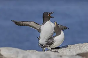Drucke von Alka torda (Alca torda), Paar, Kopulation, Hornoya, Varangerfjord, Norwegen Tordalk Drucke: Alka torda (Razorbill), Paar, Kopulation