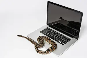 Drucke von Ein Python-Schlange und ein Laptop - die perfekte Kombination für Entwickler, die mit der leistungsstarken Programmiersprache Python ihre Software-Engineering-Projekte umsetzen Python Drucke: Ein Python-Schlange und ein Laptop-Computer