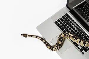 Drucke von Ein Python-Schlange liegt auf einem Laptop, der mit dem Programmiersprache Python arbeitet. Ein Beispiel für die Anwendung von Hochsprachen in der Softwareentwicklung Python Drucke: Ein Python-Schlange und ein Laptop-Computer