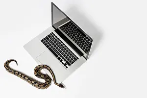 Drucke von Echte Python-Schlange und Laptop-Computer. Konzept der Verwendung einer höheren Programmiersprache für Softwareentwicklung Python Drucke: Echte Python-Schlange und Laptop-Computer.