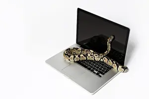 Drucke von Echte Python-Schlange und Laptop-Computer. Konzept der Verwendung einer hochstehenden Programmiersprache für Softwareentwicklung Python Drucke: Echte Python-Schlange und Laptop-Computer.
