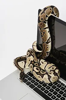 Drucke von Ein Python-Entwickler im wahrsten Sinne des Wortes: Ein Programmierer arbeitet mit Real-Python-Schlangen als ungewöhnliche Arbeitsbegleiter Verwandte Bilder Drucke: Python-Schlange und Laptop: Programmierung mit Python für Software-Engineering